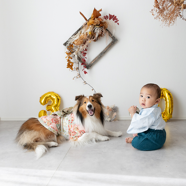 スタジオで着物を着た愛犬と一緒にお祝い撮影をする袴姿でお座りをしている赤ちゃん